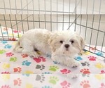 Small #1 Shih Tzu