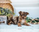 Small Photo #16 Chihuahua Puppy For Sale in FREDERICKTOWN, OH, USA