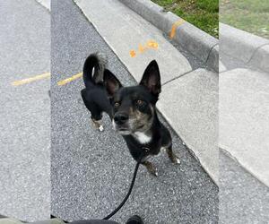 Tank - Male American Staffordshire Terrier-Siberian Husky Mix Dog for Adoption - Photo #4