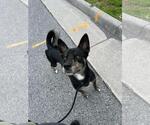 Small #3 American Staffordshire Terrier-Siberian Husky Mix