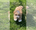 Small #2 Maltipoo