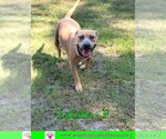 Small #1 American Bulldog