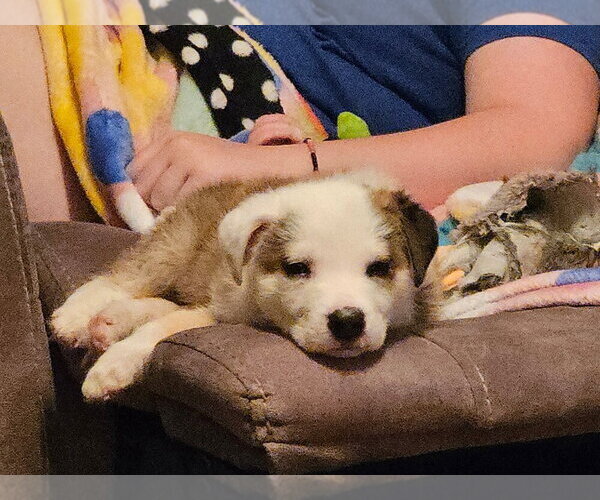 Medium Photo #4 Mutt Puppy For Sale in Bemidji, MN, USA