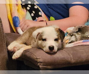 Wobbles - Male Mutt Dog for Adoption - Photo #4