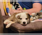 Small Photo #4 Mutt Puppy For Sale in Bemidji, MN, USA