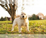 Small Photo #5 Golden Retriever Puppy For Sale in WARSAW, IN, USA