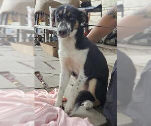 Australian Shepherd-Unknown Mix Dogs for adoption in San Antonio, TX, USA