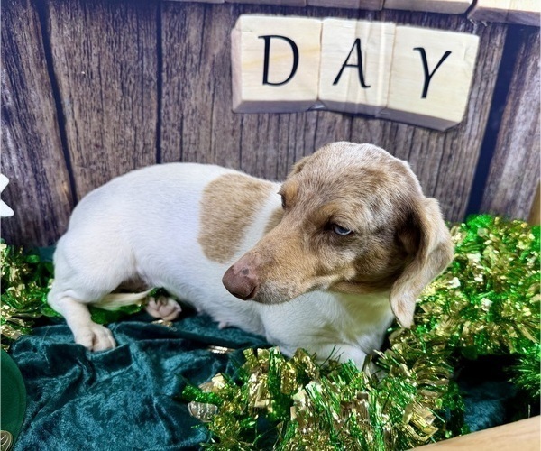 Medium Photo #4 Dachshund Puppy For Sale in CASSVILLE, MO, USA