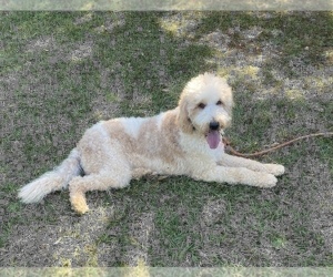 Father of the Goldendoodle puppies born on 09/26/2022