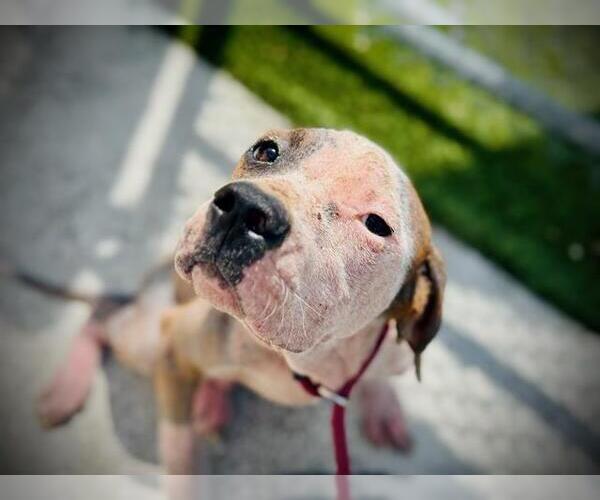 Medium Photo #2 American Pit Bull Terrier Puppy For Sale in Orlando, FL, USA
