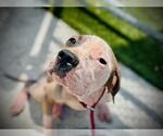 Small #1 American Pit Bull Terrier