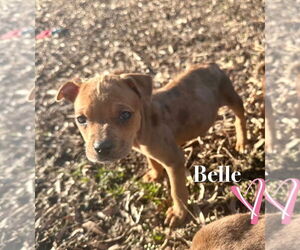 American Pit Bull Terrier-Spaniel Mix Dogs for adoption in Claremore, OK, USA
