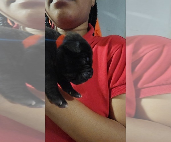 Medium Photo #2 Cane Corso Puppy For Sale in CHICAGO, IL, USA