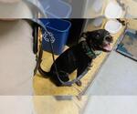 Small Labrador Retriever Mix