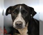 Small Labrador Retriever Mix