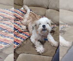 Small #3 Shih Tzu Mix