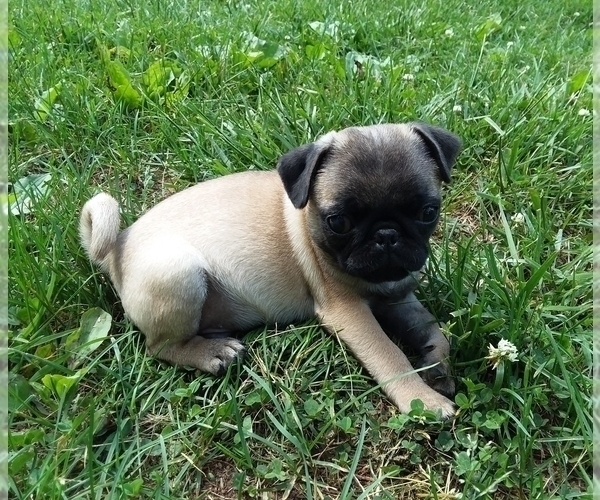 Medium Photo #2 Pug Puppy For Sale in ROCKY MOUNT, VA, USA