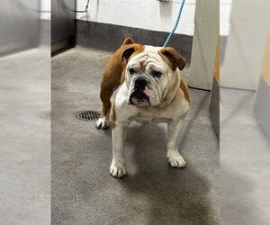 Bulldog-Unknown Mix Dogs for adoption in Forestville, MD, USA