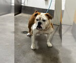 Small Bulldog Mix