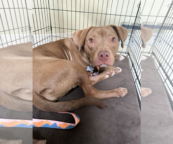 Medium Photo #4 American Pit Bull Terrier-Labrador Retriever Mix Puppy For Sale in Oakhurst, NJ, USA