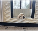 Small #11 Labrador Retriever