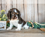 Small #1 Cocker Spaniel