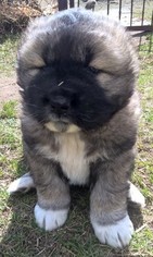 Caucasian Shepherd Dog Puppy for sale in Ordynskoye, Novosibirsk, Russia