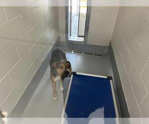American Pit Bull Terrier Dogs for adoption in Ocala, FL, USA