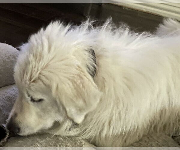 Medium Photo #10 Great Pyrenees Puppy For Sale in Dallas, TX, USA
