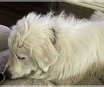 Small #9 Great Pyrenees