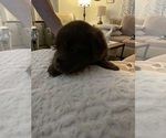 Small #8 Miniature Australian Shepherd