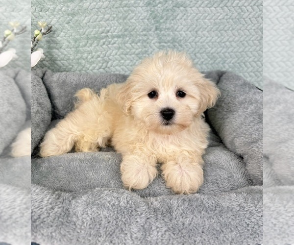 Medium Photo #1 Maltipoo Puppy For Sale in FRANKLIN, IN, USA