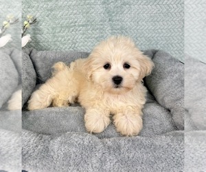 Maltipoo Puppy for sale in FRANKLIN, IN, USA