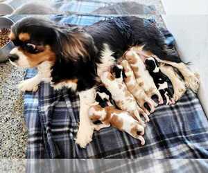 Mother of the Cavalier King Charles Spaniel puppies born on 01/30/2024