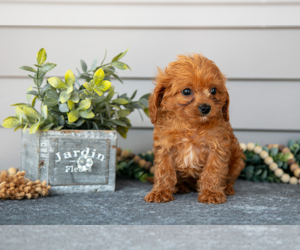 Medium Photo #2 Cavapoo Puppy For Sale in WOLCOTTVILLE, IN, USA