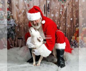 Mutt Dogs for adoption in Rockwall, TX, USA