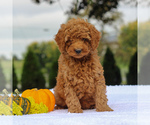 Small Photo #1 Poodle (Miniature) Puppy For Sale in GAP, PA, USA