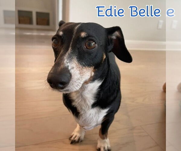 Medium Photo #4 Dachshund Puppy For Sale in San Antonio, TX, USA