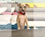 Small Photo #2 Mutt Puppy For Sale in Rockville, MD, USA