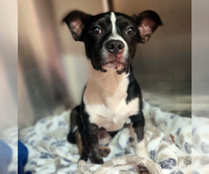 Boston Huahua Dogs for adoption in Huntington Beach, CA, USA