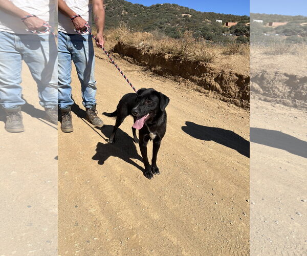 Medium Photo #4 Labrador Retriever-Unknown Mix Puppy For Sale in San Diego, CA, USA