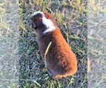 Small #6 Miniature Australian Shepherd