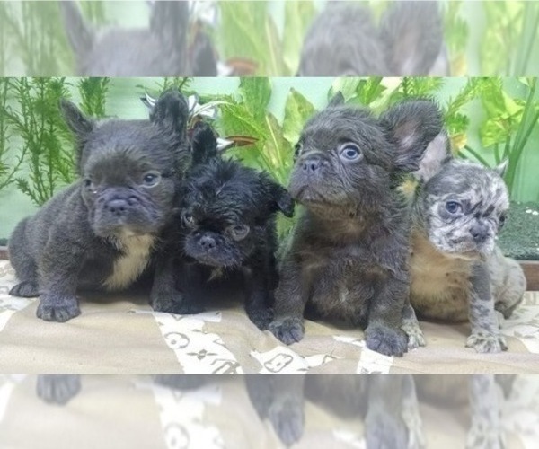 Medium Photo #13 French Bulldog Puppy For Sale in FORT LAUDERDALE, FL, USA