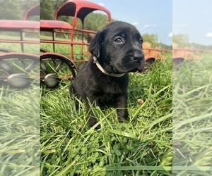 Labrador Retriever Puppy for sale in NEOLA, WV, USA