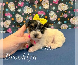 Yorkshire Terrier Puppy for sale in WINNSBORO, LA, USA