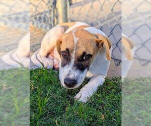 Mutt Dogs for adoption in Texas City, TX, USA