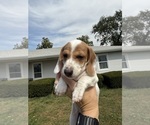 Small #2 Dachshund