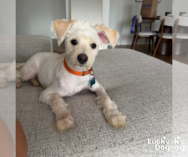 Medium Photo #7 Shih Tzu-Unknown Mix Puppy For Sale in Washington, DC, USA