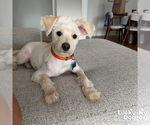 Small #6 Shih Tzu Mix