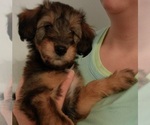 Puppy Penny Collie-Poodle (Miniature) Mix